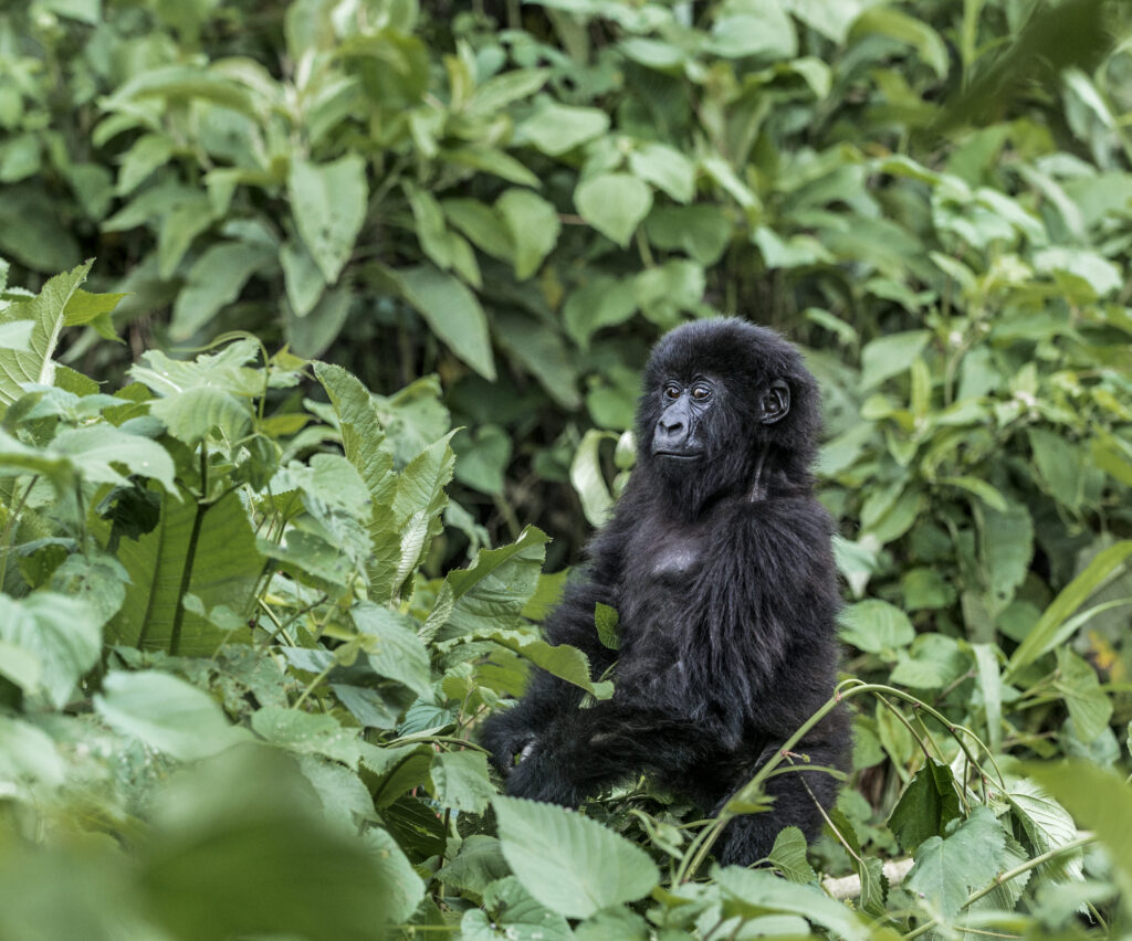 Young mountain gorilla in the Virunga National Park, Africa, DRC, Central Africa.